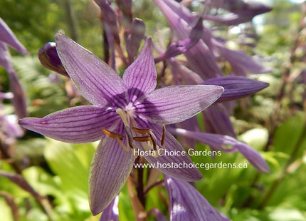 Gaelic Roots O/S (16"x32") Hosta Choice Gardens Introduction - Hosta Choice Gardens - Becancour, QC