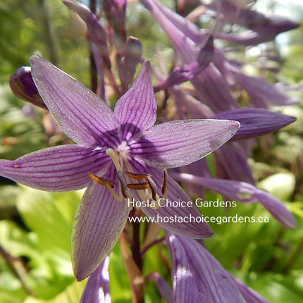 Hosta 'Gaelic Roots' shows off it's flower bloom in a beautiful shade of purple with dark-purple striping.