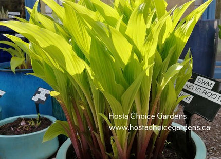 Gaelic Roots O/S (16"x32") Hosta Choice Gardens Introduction - Hosta Choice Gardens - Becancour, QC