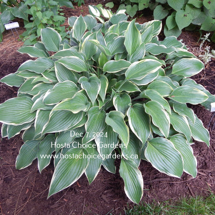 Gay Blade (20"x53") - Hosta Choice Gardens - Becancour, QC