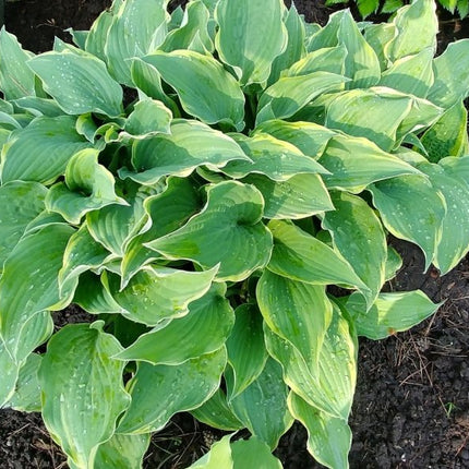 Hosta 'Gay Blade' displayed at Hosta Choice Gardens and photographed just after a rain shower.