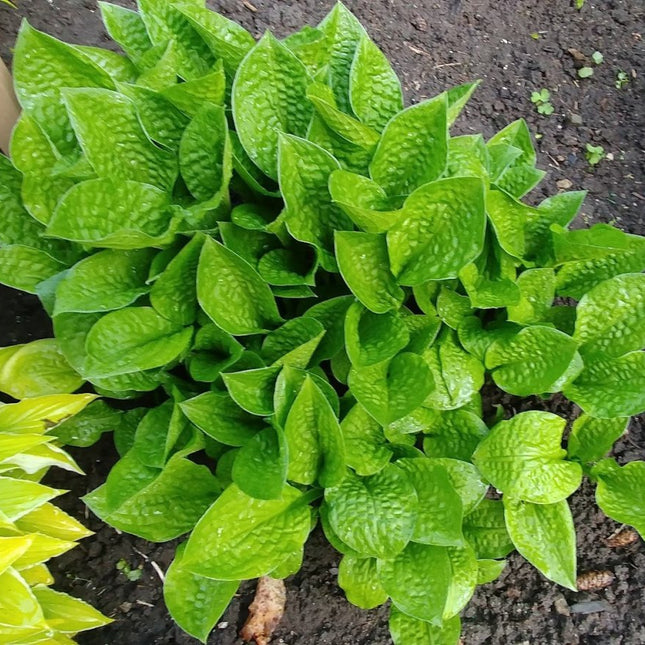 A mature clump of Hosta 'Goober' in the display garden showing off it's heavily puckered green leaves.