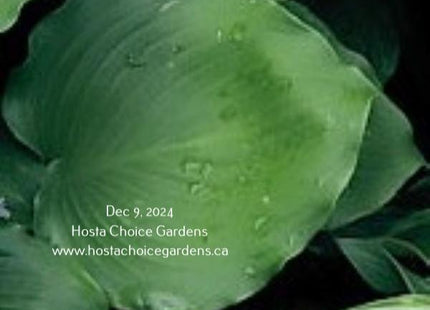Grand Slam (16"x43") - Hosta Choice Gardens - Becancour, QC