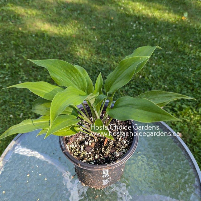 Hans Solo (39"x76") - Hosta Choice Gardens - Becancour, QC