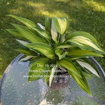 Hearts On Fire (23"x46") - Hosta Choice Gardens - Becancour, QC