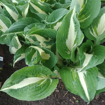 The variegated leaves of Hosta 'Hearts on Fire' are beginning to unfurl in this photo from Hosta Choice Gardens.