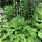 Heideturm (23"x46") - Hosta Choice Gardens - Becancour, QC