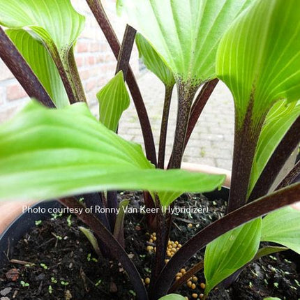 Holar Black Swan (16"x30") - Hosta Choice Gardens - Becancour, QC