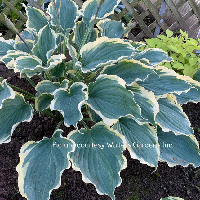 Hope Springs Eternal (PW) PP33,266 (22"x47") - Hosta Choice Gardens - Becancour, QC