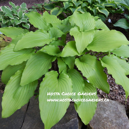 "Hosta 'Jim Hawes' dazzles in a garden setting with its late season colouring of chartreuse with lime undertones."