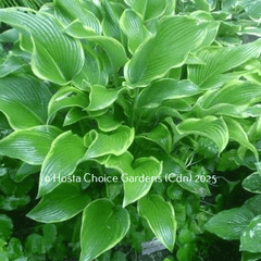 Hosta 'Abba Dabba Do'. Beautiful medium green centre and vivid golden yellow margin.