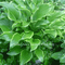 Hosta 'Abba Dabba Do'. Beautiful medium green centre and vivid golden yellow margin.