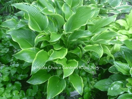 Hosta 'Abba Dabba Do'. Beautiful medium green centre and vivid golden yellow margin.