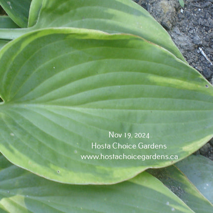 "Hosta 'Abby' with leaves that are green with a gold edge."
