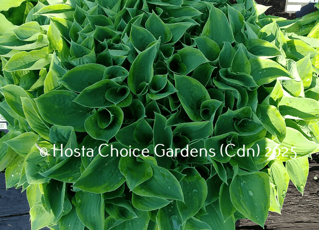 "Hosta 'Abby' forms a compact mound of variegated leaves in the garden."