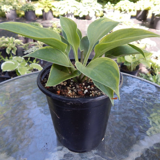 "Hosta 'Abby' displayed in a quart pot showing the size available for sale."