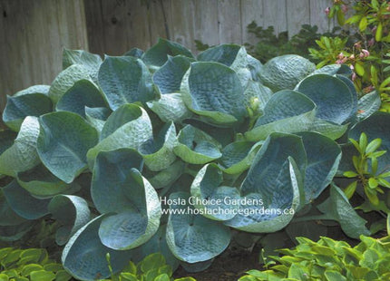 'Abiqua Drinking Gourd' hosta, deep-blue, cupped leaves. Mature clump displays great leaf corrugation.