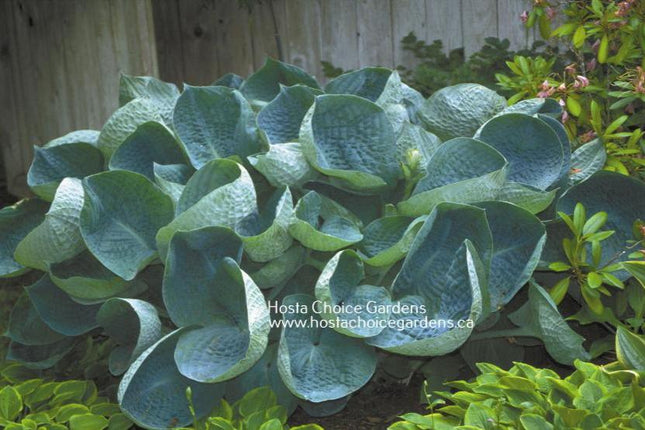 "Hosta 'Abiqua Drinking Gourd' has deep-blue, cupped leaves. Mature clump displays great leaf corrugation".