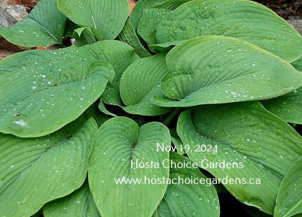 'Abiqua Elephant Ears' hosta showing its large, elephant ear-like leaves. 