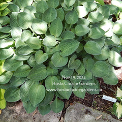 "Hosta 'Abiqua Trumpet.' Small blue-green hosta perfect for a shady woodland garden." Hosta Choice Gardens | Canada