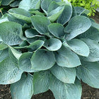 Hosta 'Above the Clouds' in a garden setting and beautifully showing off it's frosty blue leaves that are heavily corrugated.