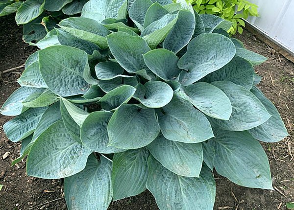 Hosta 'Above the Clouds' in a garden setting and beautifully showing off it's frosty blue leaves that are heavily corrugated.