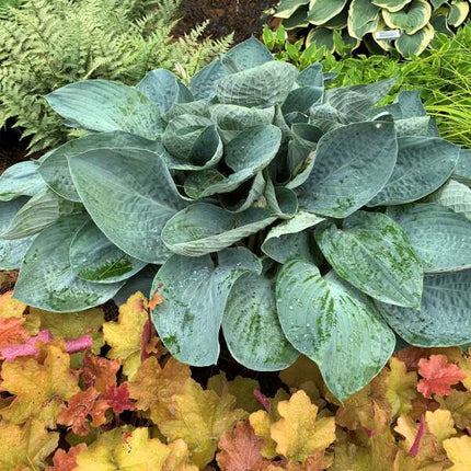 Hosta 'Above the Clouds' planted in a garden setting which features ferns and bronze heucheras'