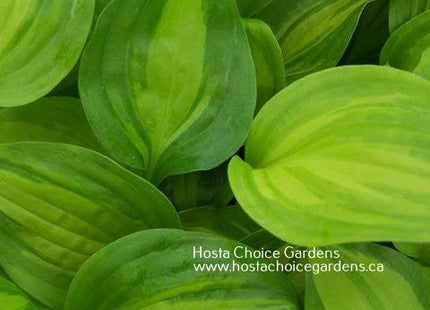 'Adorable' hosta displaying its early spring colouring.