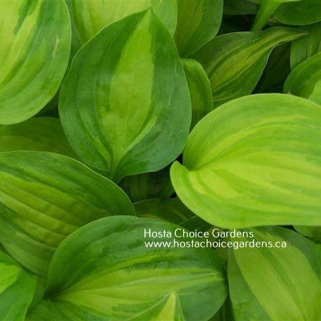 'Adorable' hosta displaying its early spring colouring.