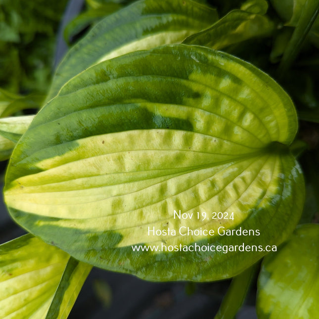 "Hosta 'Adrian's Glory' displaying a beautiful leaf with a corrugated light yellow centre and a wide blue-green margin."