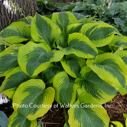 Hosta 'Afterglow' displaying a muted yellow margin and a dark green leaf centre.