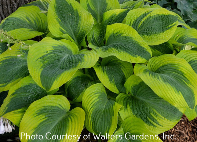 'Afterglow' hosta displaying a muted yellow margin and a dark green leaf centre. 