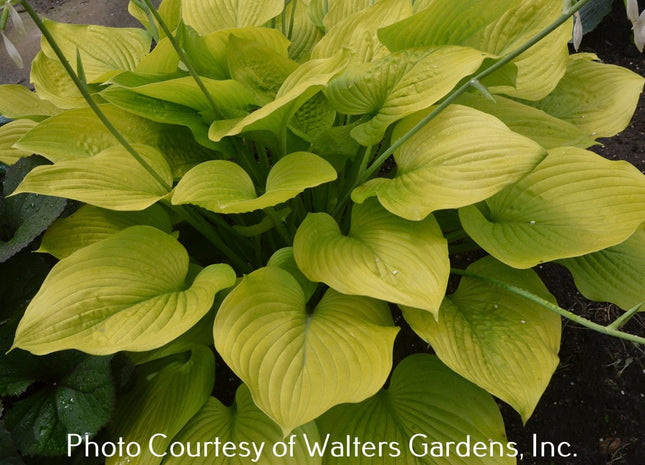 'Age of Gold' hosta with heart-shaped leaves and bright golden yellow colour.  |