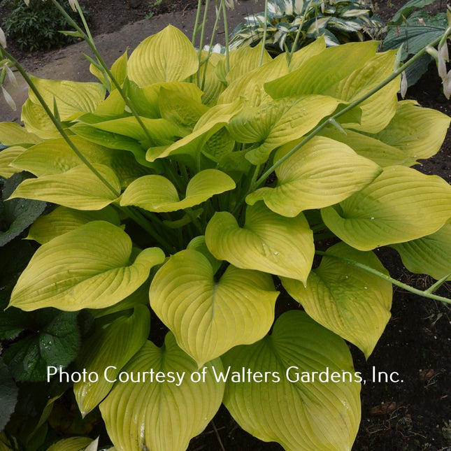 Hosta 'Age of Gold' with heart-shaped leaves and bright golden yellow colour.