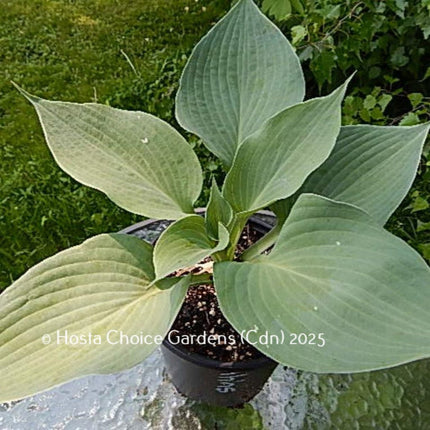 "Hosta 'Ahhhs' with its large blue-green leaves displayed in a pot on a patio table."