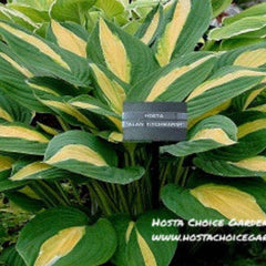 "Hosta 'Alan Titchmarsh' displaying a mature mound of gold/bronze centered leaves with a white and green margin.