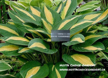 'Alan Titchmarsh' Hosta. Mature mound displaying gold/bronze centered leaves with a white and green margin. 
