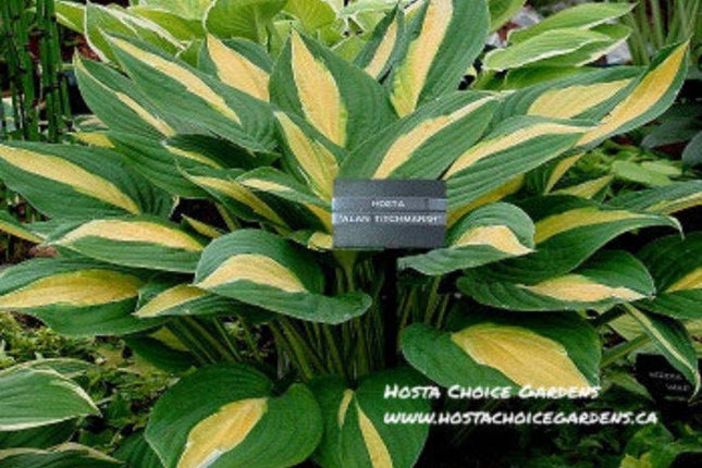 "Hosta 'Alan Titchmarsh' displaying a mature mound of gold/bronze centered leaves with a white and green margin.