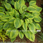 Hosta 'Alex Summers'. Beautiful full mound of gold edged, yellow centred leaves. Classic.