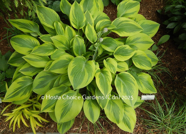 'Alex Summers' hosta. Beautiful mound of gold-edged, yellow-centred leaves. 