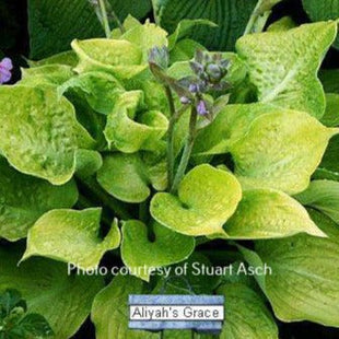 'Aliyah's Grace' hosta. Chartreuse-yellow mound of heavily corrugated foliage with lavender flowers. 