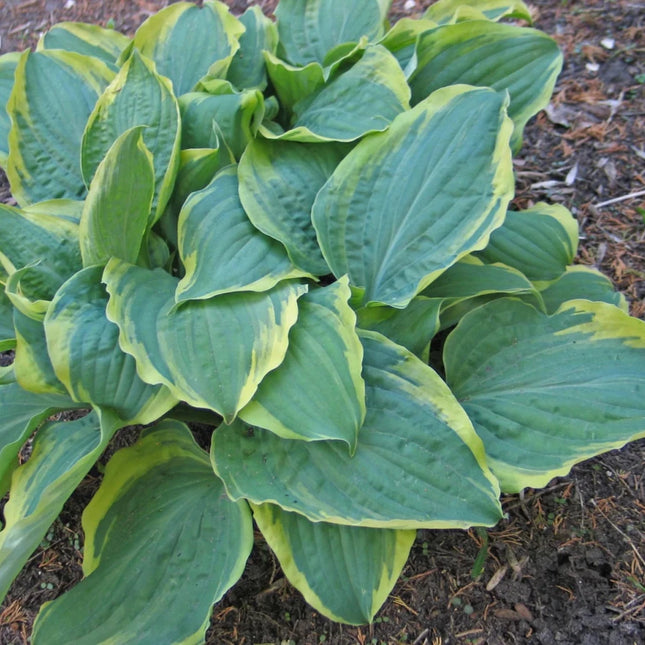 "Hosta 'All Aflutter' in a garden setting displaying eaves with a blue-green centre and cream margin."