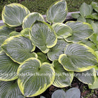 Hosta 'All That Jazz'. Giant mound of upright foliage with dark green centres and creamy white margins.