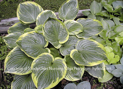 'All That Jazz' Hosta displaying a giant mound of upright foliage with dark green centres and white margins. 