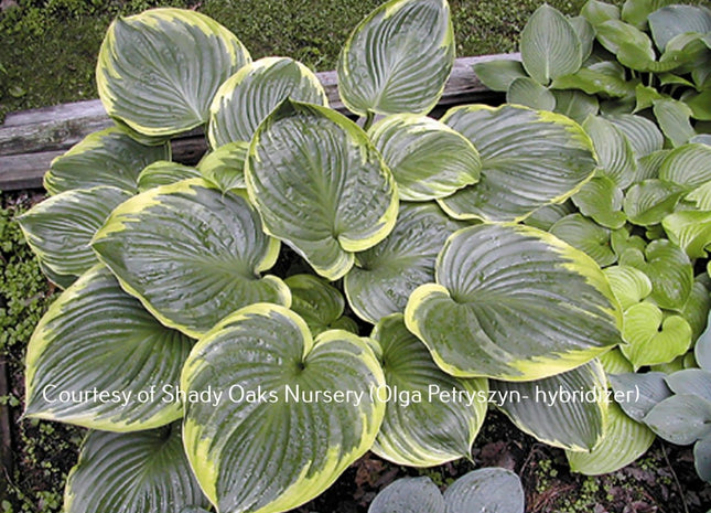 'All That Jazz' Hosta displaying a giant mound of upright foliage with dark green centres and white margins. 