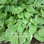 Hosta 'Allan P. McConnell' with a dark to medium green centre and a white margin.