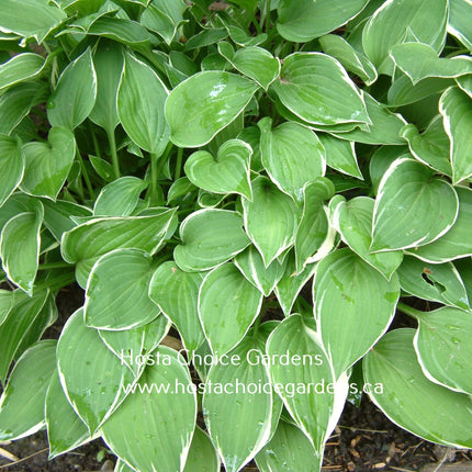 Hosta 'Allan P. McConnell' with a dark to medium green centre and a white margin.