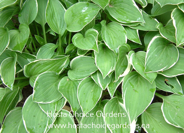'Allan P. McConnell' Hosta with a dark to medium green centre and a white margin. 