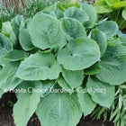 Hosta 'Allegan Emperor'  a giant vase-shaped mound of blue-green leaves that are shiny/slightly rippled.