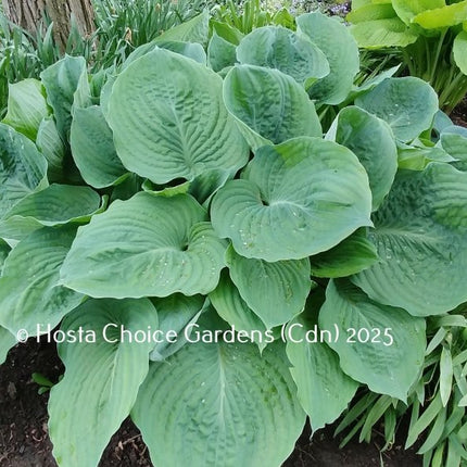 Hosta 'Allegan Emperor'  a giant vase-shaped mound of blue-green leaves that are shiny/slightly rippled.